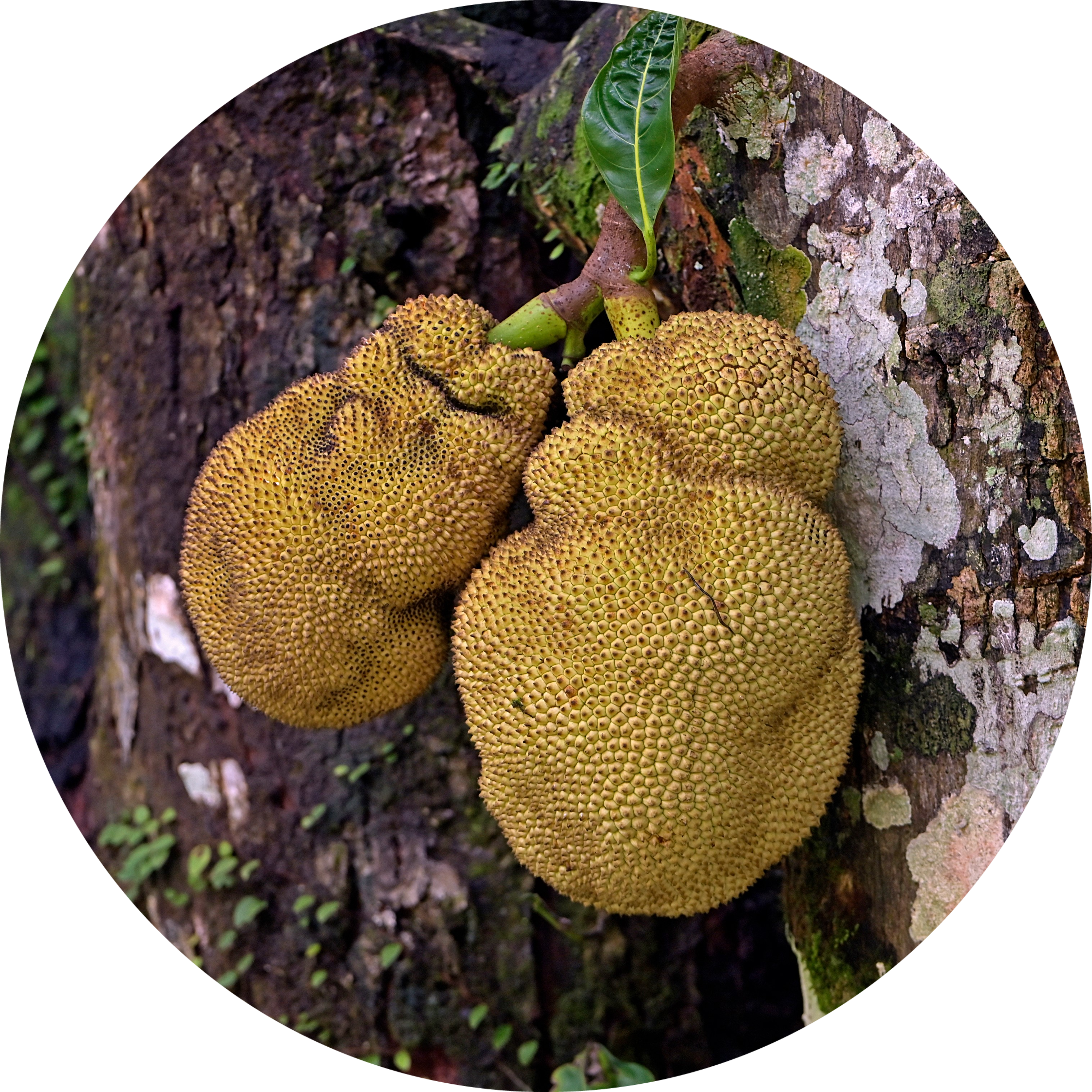 nangka
