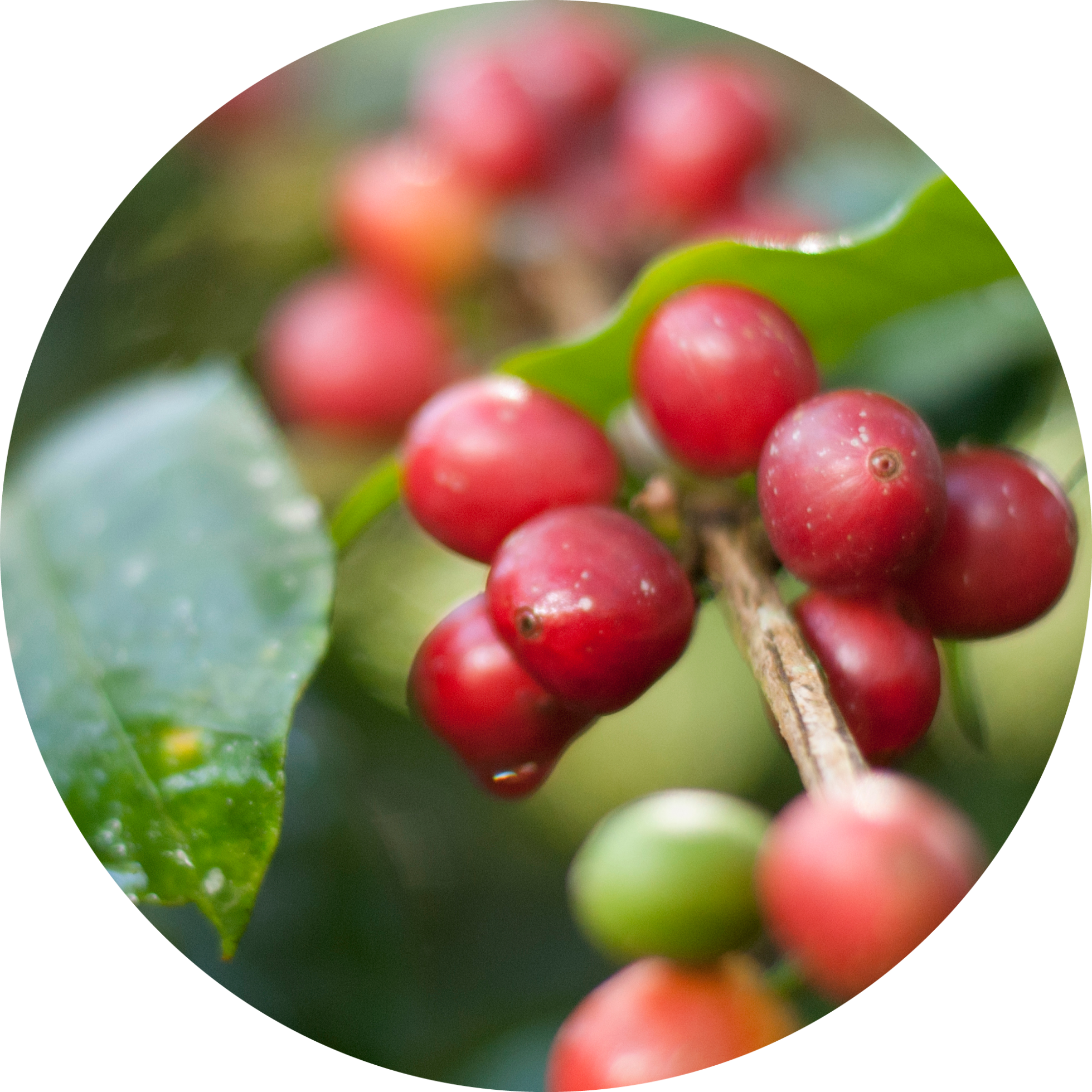 Kopi