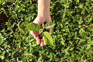 MYBABYTREE PLANTING
