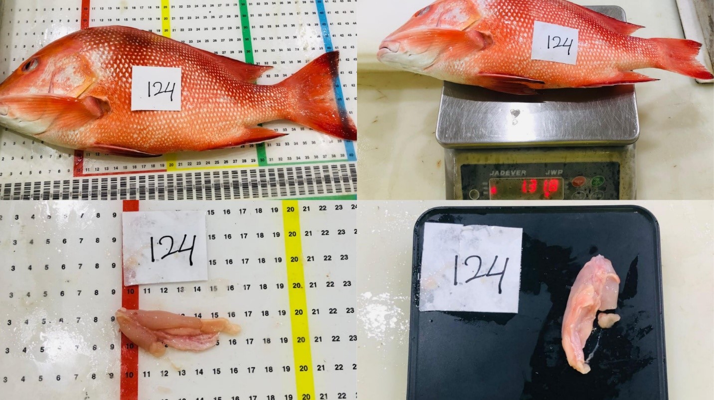 Timor Sea humphead snapper (Lutjanus sebae) used as a sample for gonadal maturity level measurements