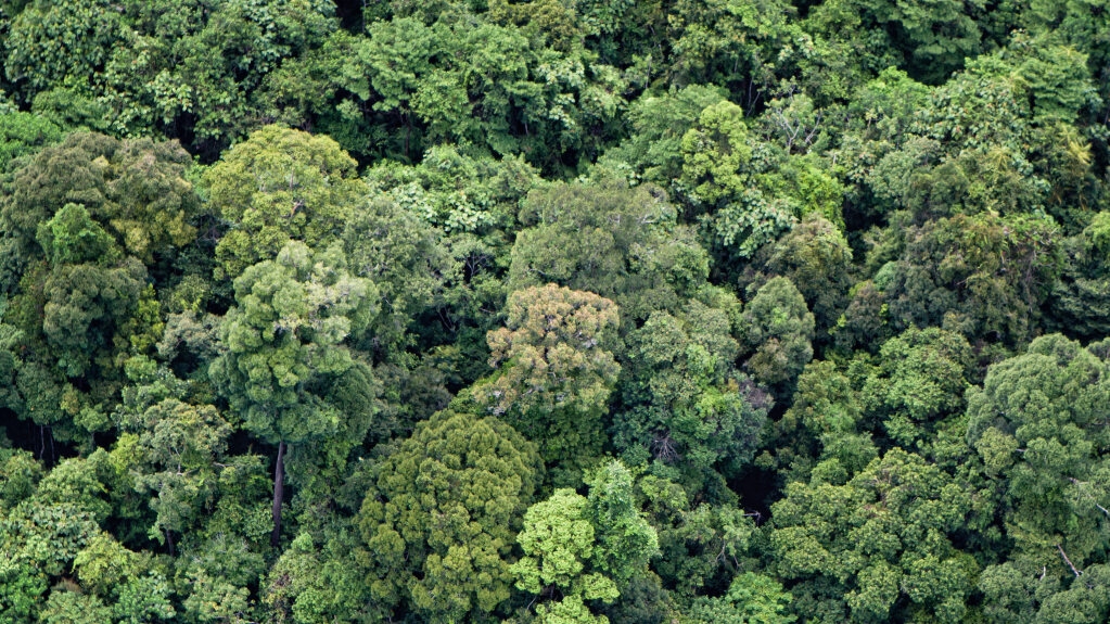 WWF-INDONESIA AND ROYAL LESTARI UTAMA