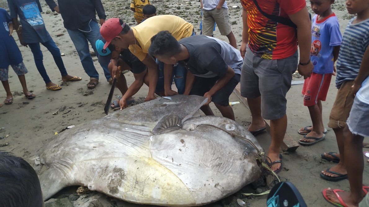 Mola-Mola, Waehaong River, Ambon