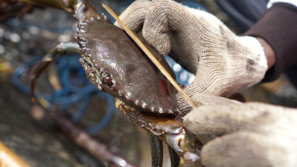 Kepiting 