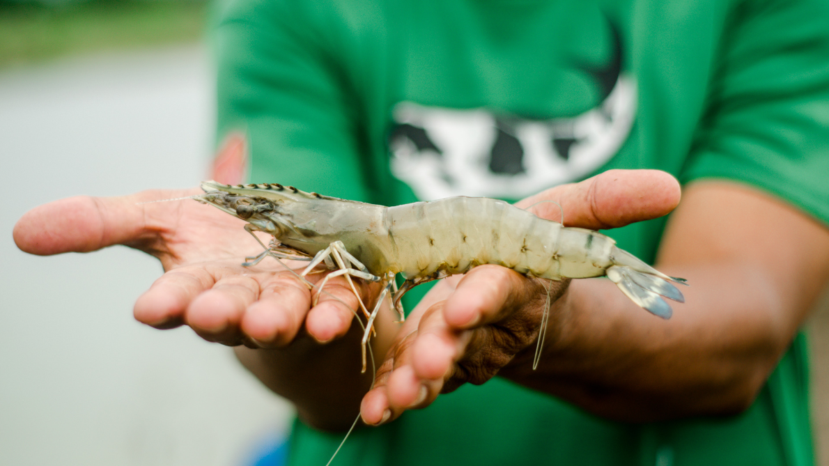 Udang Windu