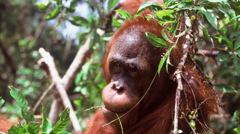 ORANGUTANS