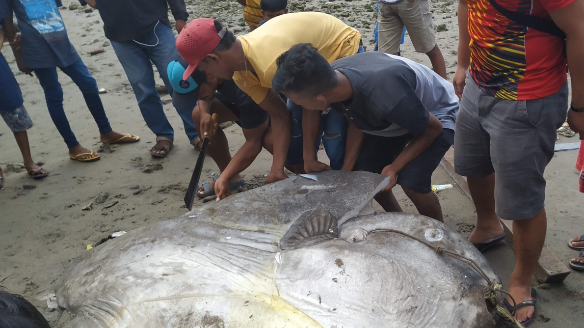 MOLA-MOLA FISH