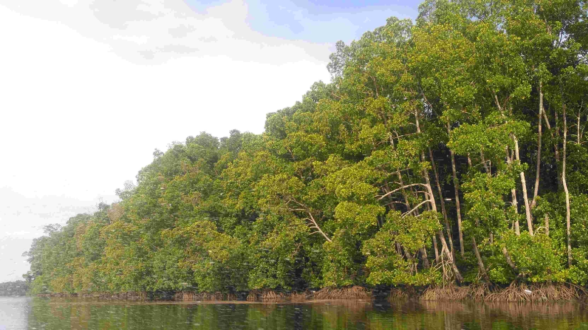 PROTECTING THE FOREST