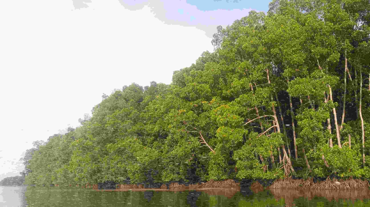 LINDUNGI HUTAN 