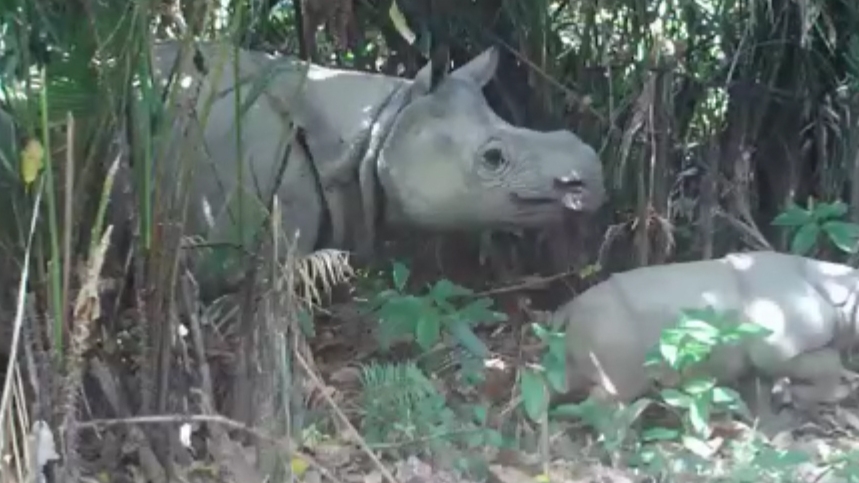 SUMATRA BADAK