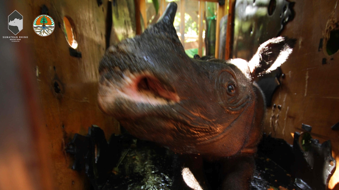 WORLD RHINO DAY 2019