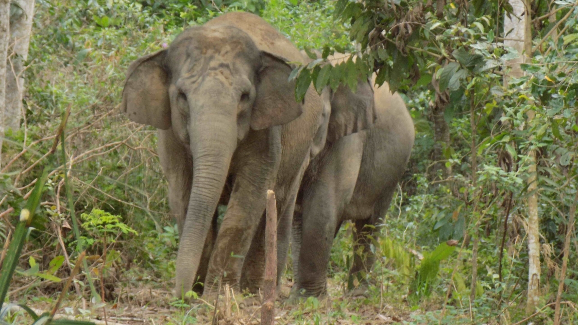 GAJAH KALIMANTAN