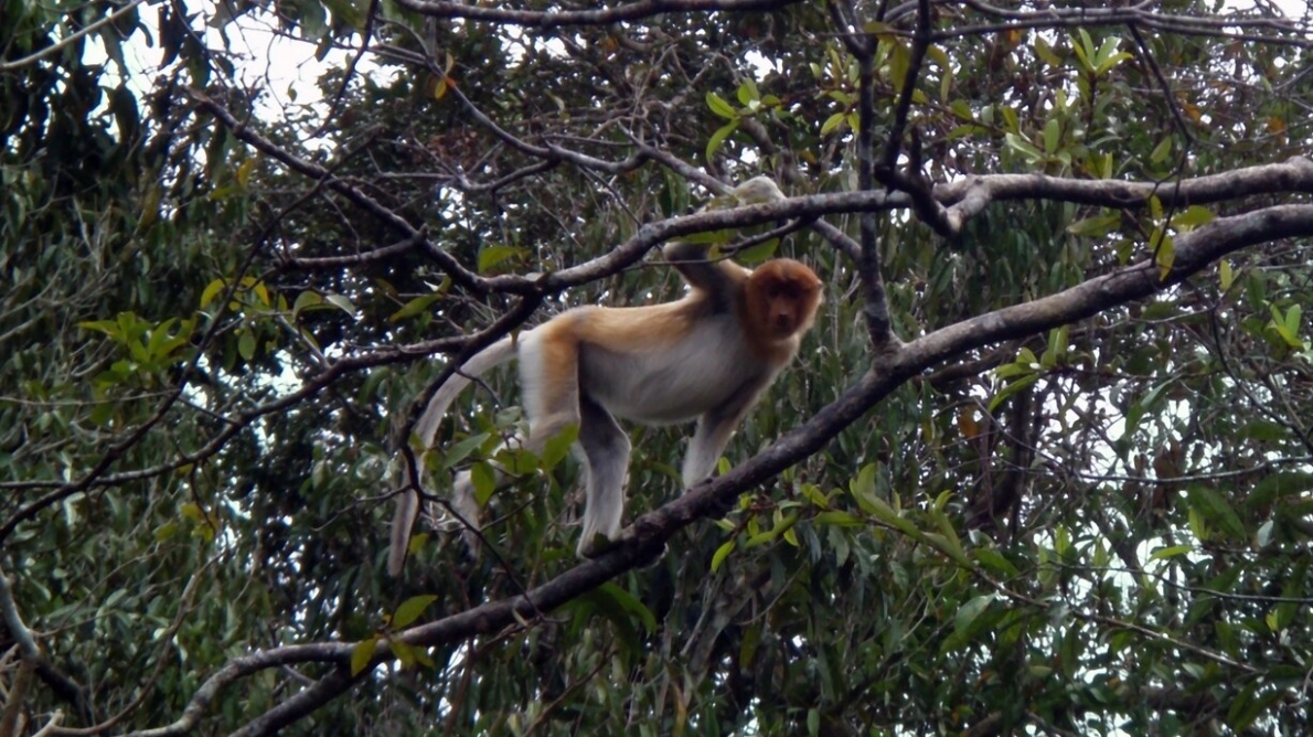 WILDLIFE
