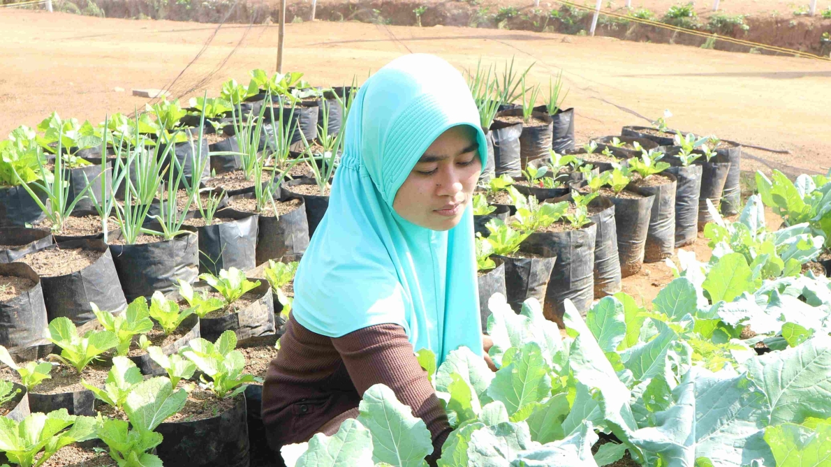 SUSTAINABLE AGRICULTURE FOR LIFE