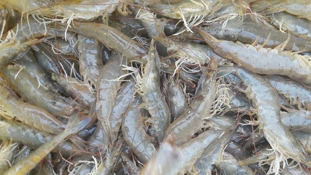 FISH