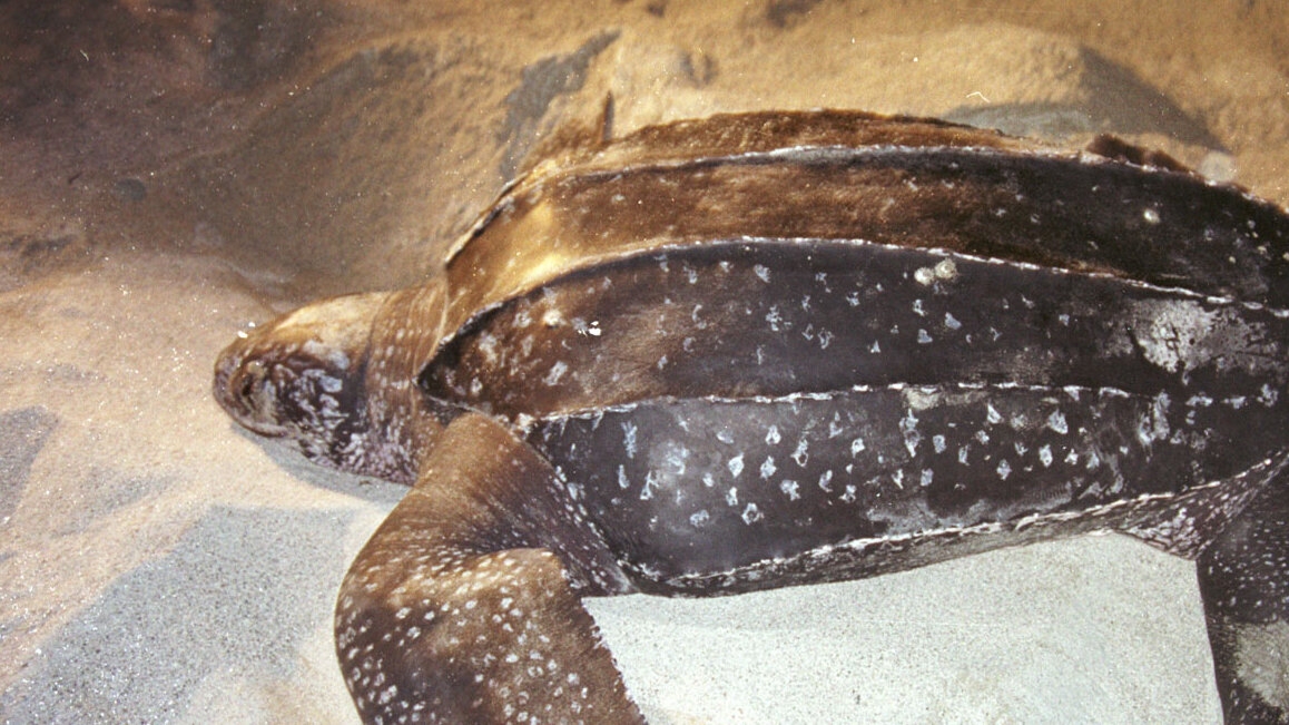 TURTLES