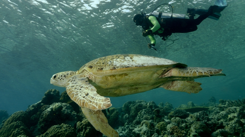 TURTLE ACCIDENTALLY CAUGHT