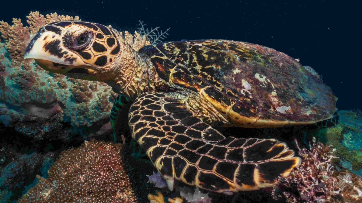 TURTLES