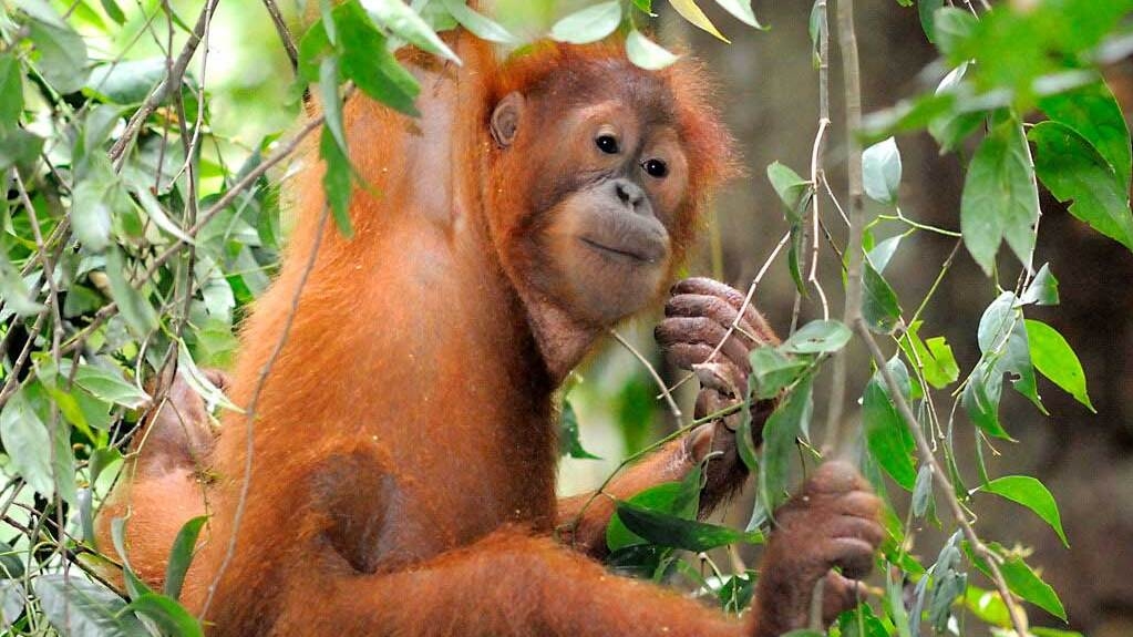 Sumatran Orangutan