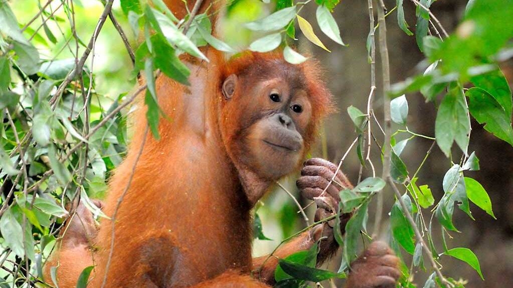 ORANGUTANS