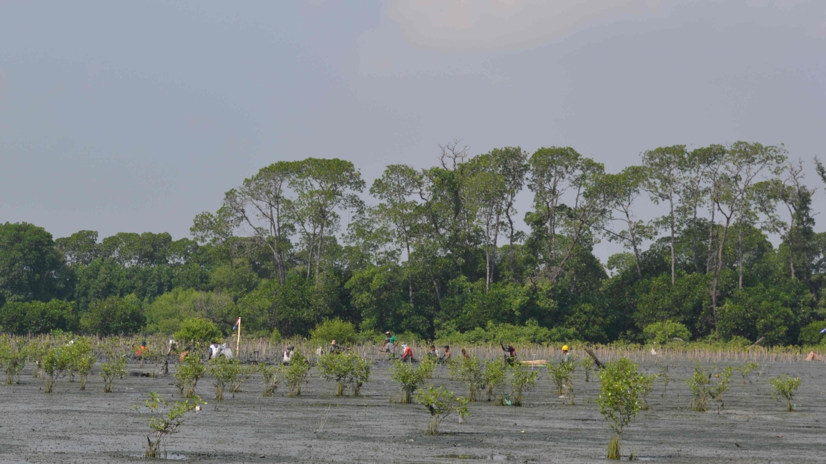 1,000 MYBABYTREE TREES