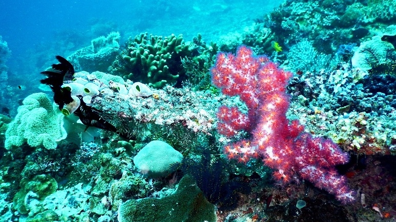 Coral Reefs