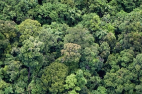 WWF-INDONESIA DAN ROYAL LESTARI UTAMA