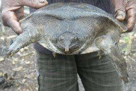 Pig-snouted turtle