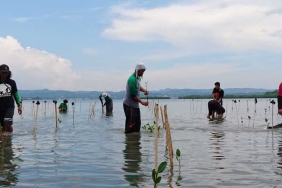 MANGROVE REHABILITATION