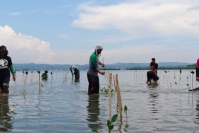 REHABILITASI MANGROVE