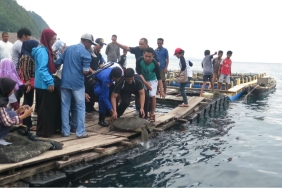 ALOR FISHERMEN RELEASING ACCIDENTALLY CAUGHT TURTLES