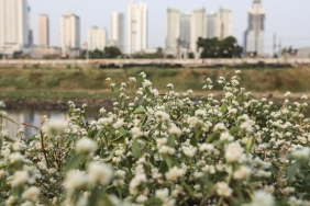 © WWF-Indonesia / Yunaidi Joepoet