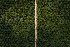 Oil palm plantation in Central Kalimantan