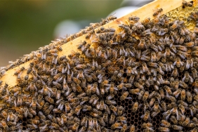 Joe Buglewicz / WWF-US