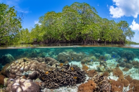 Split level photo of mangrove scenery, with hard corals 