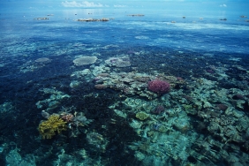 Alain Compost / WWF