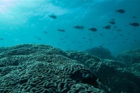 © Philipp Kanstinger / WWF