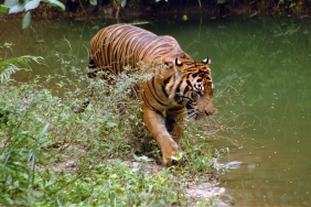 WWF-Indonesia / Saipul Siagian