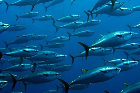 Shutterstock / Guido Montaldo / WWF