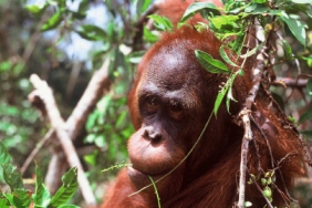 ORANGUTAN