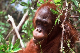 ORANGUTAN KALIMANTAN