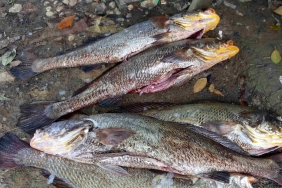 Gelembung Renang Ikan Conggek