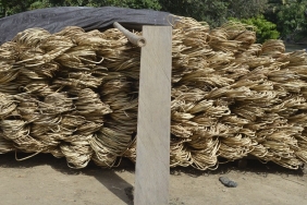 ROTAN PENJAGA HUTAN