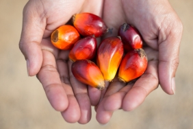 PALM OIL