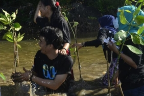 BIBIT MANGROVE