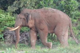 GAJAH KALIMANTAN