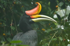 BURUNG RANGKONG