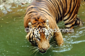 HARIMAU TAKAMBANG