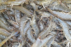 UDANG