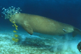 DUGONG