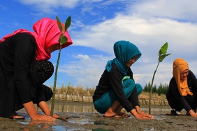 MANGROVE